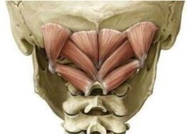Muscles profonds du cou qui maintient l'atlas dans la mauvaise position